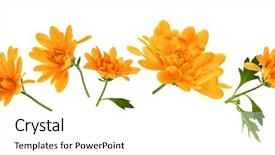  Presentation with leaves flat lay - PPT theme having chrysanthemum flower heads with green background and a white colored foreground
