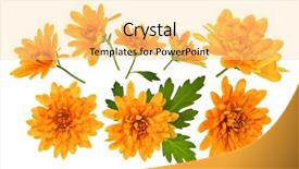  Presentation with green leaves coriander lay - Beautiful PPT theme featuring chrysanthemum flower heads with green backdrop and a blonde colored foreground