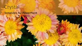  Presentation with chrysanthemum - PPT theme with chrysanthemum-flower-in-sunlight background and a gold colored foreground