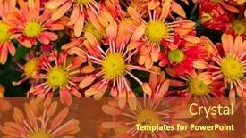  Presentation with chrysanthemum - Theme featuring chrysanthemum-flower-in-sunlight background and a red colored foreground