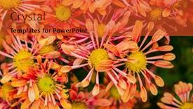 Presentation with chrysanthemum - Presentation theme consisting of chrysanthemum-flower-in-sunlight background and a red colored foreground