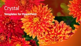  Presentation with chrysanthemum - Presentation with chrysanthemum-flower-in-sunlight background and a crimson colored foreground