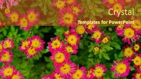  Presentation with chrysanthemum - Slide set with chrysanthemum-flower-in-sunlight background and a crimson colored foreground