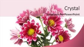  Presentation with chrysanthemum - PPT theme featuring chrysanthemum flower isolated on white background background and a coral colored foreground