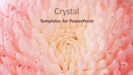  Presentation with chrysanthemum - PPT theme with chrysanthemum-flower-macro-shot-color background and a lemonade colored foreground