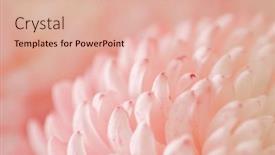  Presentation with chrysanthemum - PPT layouts with chrysanthemum-flower-macro-shot-color background and a lemonade colored foreground