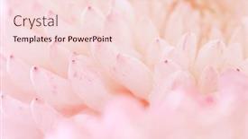  Presentation with chrysanthemum - Theme having chrysanthemum-flower-macro-shot-color background and a lemonade colored foreground