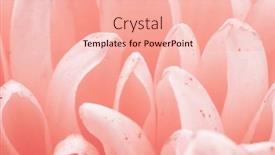  Presentation with chrysanthemum - Presentation theme enhanced with chrysanthemum-flower-macro-shot-color background and a lemonade colored foreground