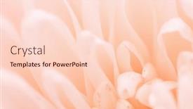  Presentation with chrysanthemum - Theme with chrysanthemum-flower-macro-shot-color background and a lemonade colored foreground