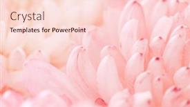  Presentation with chrysanthemum - Presentation theme enhanced with chrysanthemum-flower-macro-shot-color background and a lemonade colored foreground