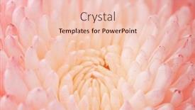  Presentation with chrysanthemum - PPT theme with chrysanthemum-flower-macro-shot-color background and a lemonade colored foreground