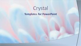  Presentation with chrysanthemum - Slides featuring chrysanthemum-flower-macro-shot-color background and a sky blue colored foreground