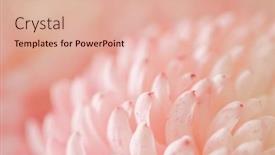  Presentation with chrysanthemum - Presentation enhanced with chrysanthemum-flower-macro-shot-color background and a lemonade colored foreground