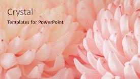  Presentation with chrysanthemum - Slide set with chrysanthemum-flower-macro-shot-color background and a lemonade colored foreground