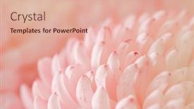  Presentation with chrysanthemum - PPT layouts featuring chrysanthemum-flower-macro-shot-color background and a lemonade colored foreground