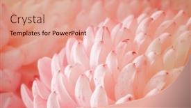 Presentation with chrysanthemum - PPT layouts with chrysanthemum-flower-macro-shot-color background and a coral colored foreground