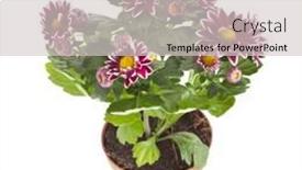  Presentation with chrysanthemum - Audience pleasing slide deck consisting of chrysanthemum flower plant potted isolated on white background backdrop and a light gray colored foreground