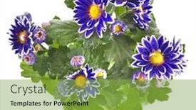  Presentation with chrysanthemum - Colorful slide set enhanced with medicine pharmacy health care and pharmacology concept girl on white uniform backdrop and a light gray colored foreground