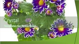  Presentation with chrysanthemum - Slide set consisting of young beautiful girl in black bathing suit with long blonde hair relaxing in hammock on the tropical beach background and a coral colored foreground