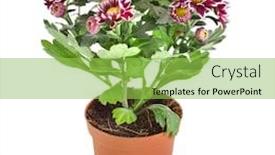  Presentation with chrysanthemum - Slide set enhanced with chrysanthemum flower plant potted isolated on white background background and a yellow colored foreground