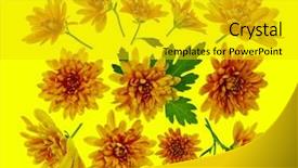  Presentation with white flower frame - Cool new presentation design with chrysanthemum flowers composition frame made backdrop and a gold colored foreground