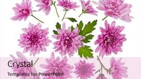  Presentation with white flower frame - Colorful slide deck enhanced with chrysanthemum flowers composition frame made backdrop and a lemonade colored foreground