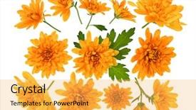  Presentation with chrysanthemum - Colorful slide deck enhanced with chrysanthemum flowers composition frame made backdrop and a yellow colored foreground