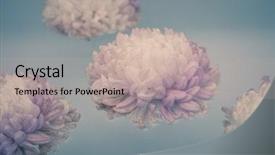  Presentation with chrysanthemum - PPT theme consisting of chrysanthemum flowers float light blue water closeup selective focus background and a mint green colored foreground