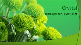  Presentation with chrysanthemum - Presentation design with chrysanthemum-flowers-over-green-background background and a shamrock green colored foreground