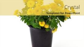  Presentation with chrysanthemum - Audience pleasing PPT theme consisting of chrysanthemum-flowers-with-green-leaves backdrop and a yellow colored foreground