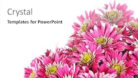  Presentation with chrysanthemum - Beautiful presentation theme featuring chrysanthemum flowers backdrop and a white colored foreground