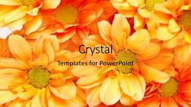  Presentation with chrysanthemum - Slide set featuring chrysanthemum flowers background and a gold colored foreground