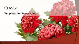  Presentation with chrysanthemum - PPT layouts featuring chrysanthemum flowers background and a cream colored foreground