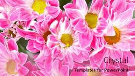  Presentation with chrysanthemum - 