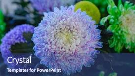  Presentation with colorful flower - Cool new slides with chrysanthemum in a flower shop backdrop and a ocean colored foreground