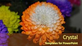  Presentation with colorful nature borders - Theme featuring chrysanthemum in a flower shop background and a tawny brown colored foreground
