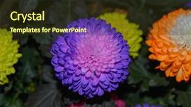  Presentation with colorful nature borders - PPT theme with chrysanthemum in a flower shop background and a tawny brown colored foreground