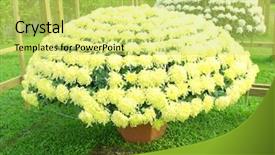  Presentation with chrysanthemum - Beautiful PPT theme featuring chrysanthemum in garden backdrop and a yellow colored foreground