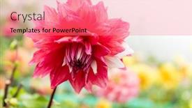  Presentation with chrysanthemum - PPT theme enhanced with chrysanthemum-in-pink background and a coral colored foreground