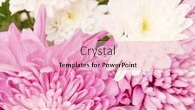  Presentation with chrysanthemum - 