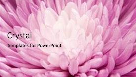  Presentation with chrysanthemum - Audience pleasing slides consisting of chrysanthemum backdrop and a lemonade colored foreground