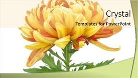  Presentation with chrysanthemum - Presentation theme with chrysanthemums - beautiful chrysanthemum isolated on white background and a yellow colored foreground