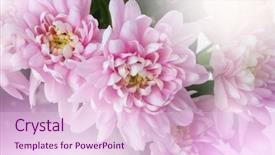  Presentation with chrysanthemum - Audience pleasing presentation theme consisting of chrysanthemums - pink chrysanthemum asters flower nature backdrop and a lemonade colored foreground