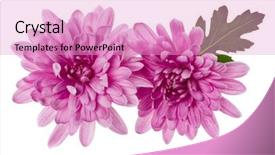  Presentation with leaves flat lay - Cool new slide set with chrysanthemums - two chrysanthemum flower heads backdrop and a lemonade colored foreground