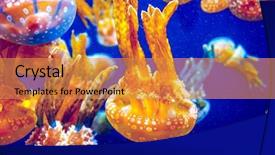  Presentation with nettle - Colorful slide set enhanced with chrysaora fuscescens or pacific sea backdrop and a gold colored foreground