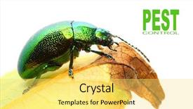  Presentation with mint - Beautiful PPT layouts featuring chrysomela coerulans is dangerous pest backdrop and a yellow colored foreground