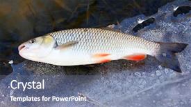  Presentation with ice - Amazing PPT layouts having chub squalius cephalus on ice backdrop and a ocean colored foreground