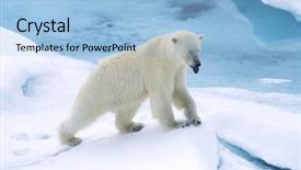  Presentation with polar bear - PPT theme consisting of churchill - norway spitsbergen polar bear background and a light blue colored foreground