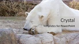  Presentation with polar bear - Slide deck consisting of churchill - sleeping polar bear background and a light gray colored foreground