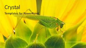  Presentation with locust - PPT theme featuring cicada - locust on the sunflower background and a gold colored foreground